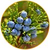 12 – Juniper Berries